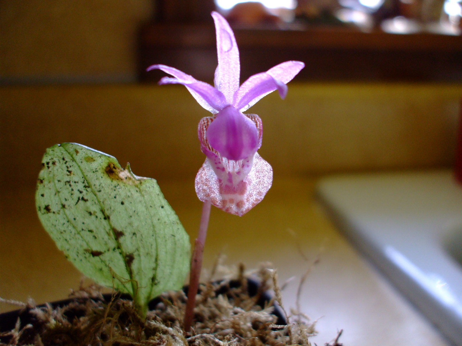Calypso bulbosa